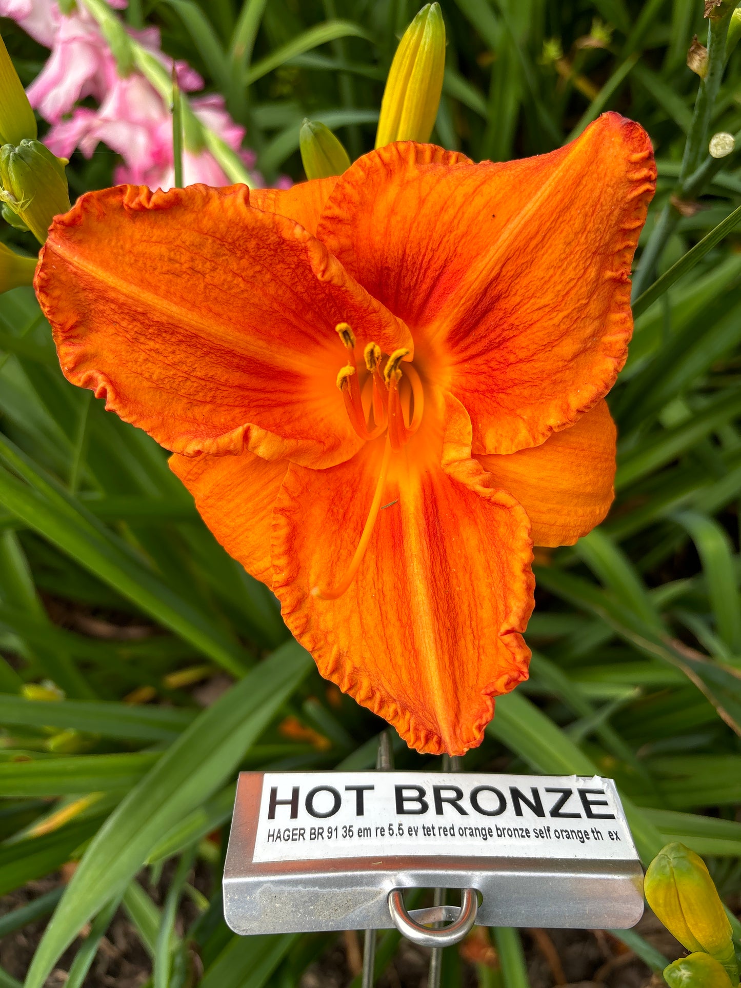 HOT BRONZE