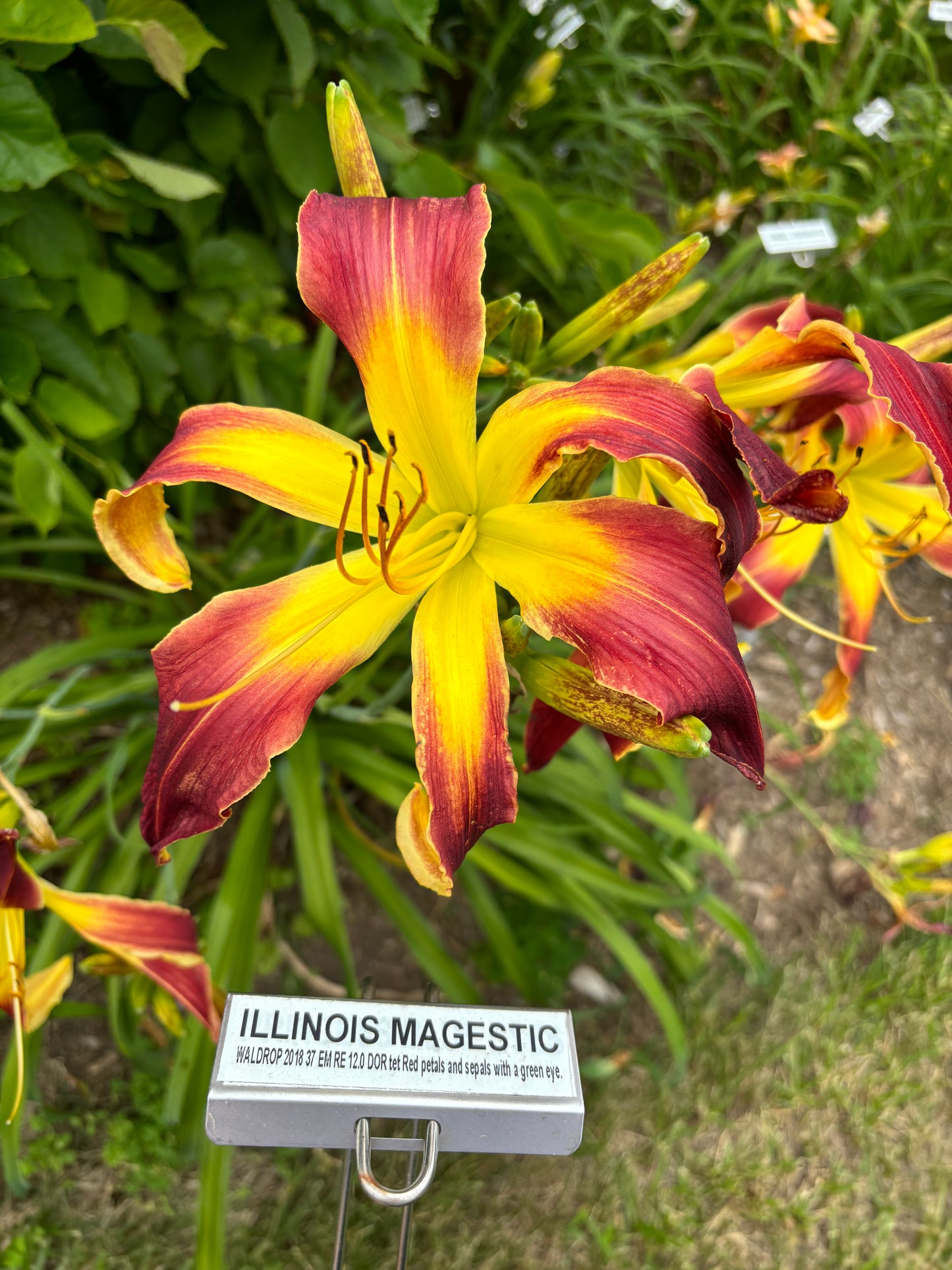 Illinois Majestic