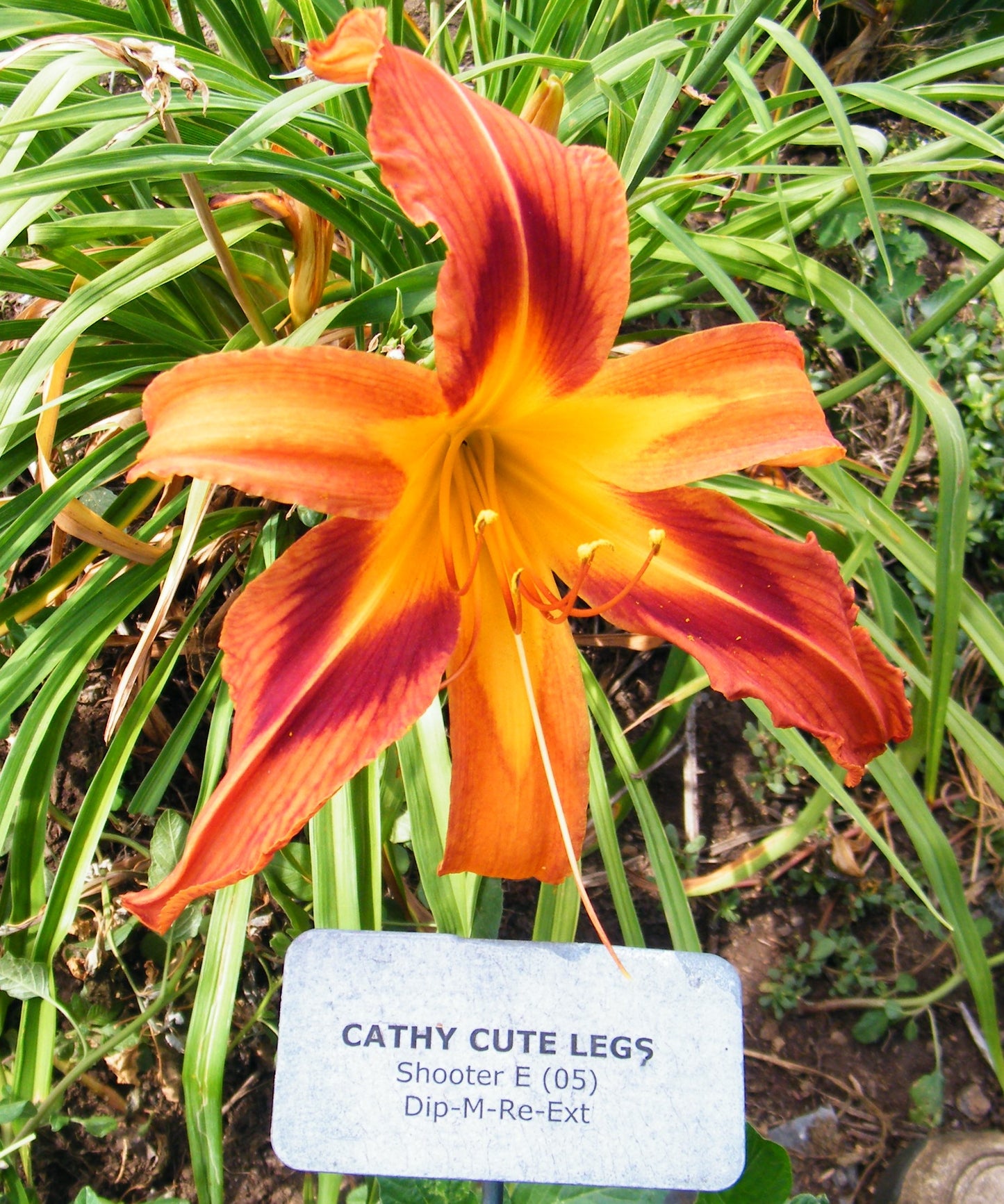 CATHY CUTE LEGS