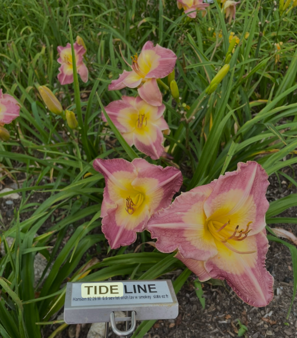 TIDE LINE