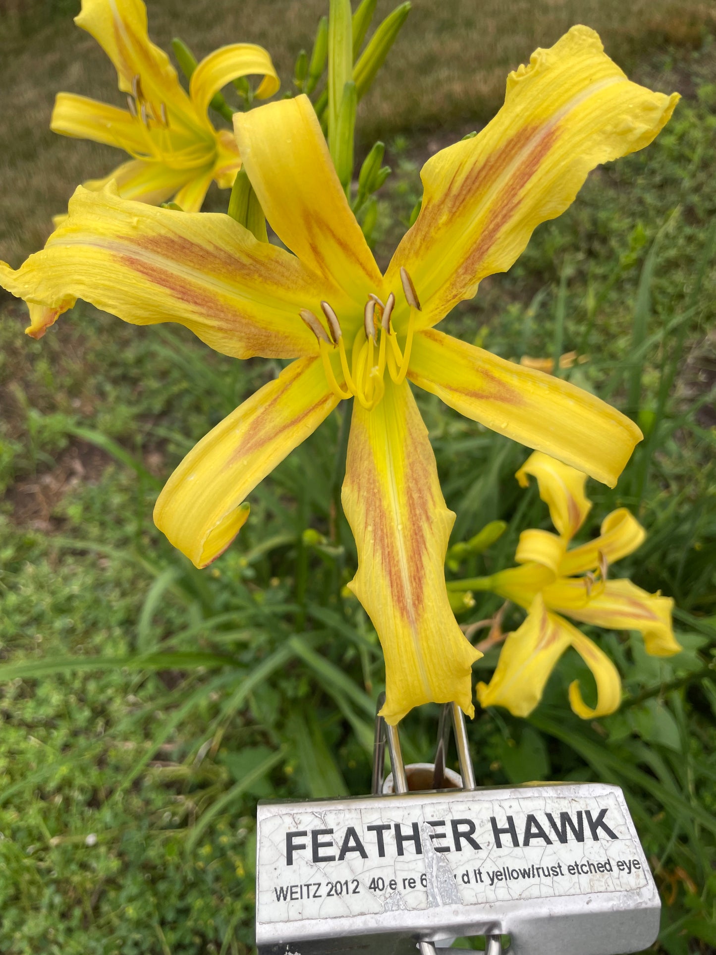 FEATHERHAWK