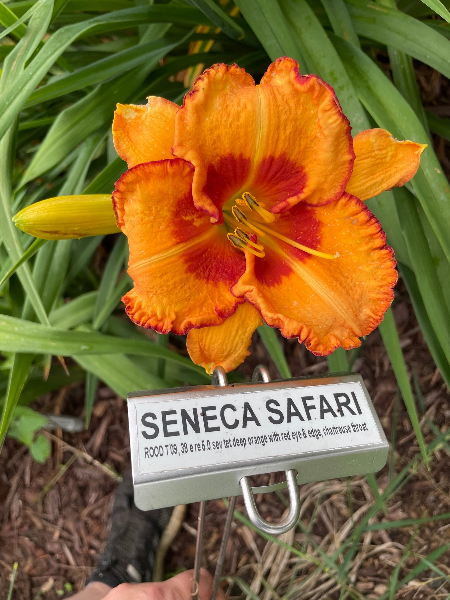 SENECA SAFARI