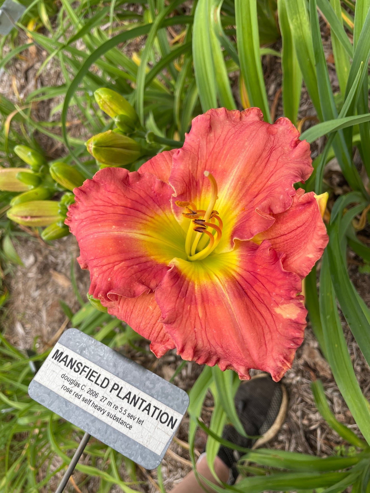 MANSFIELD PLANTATION