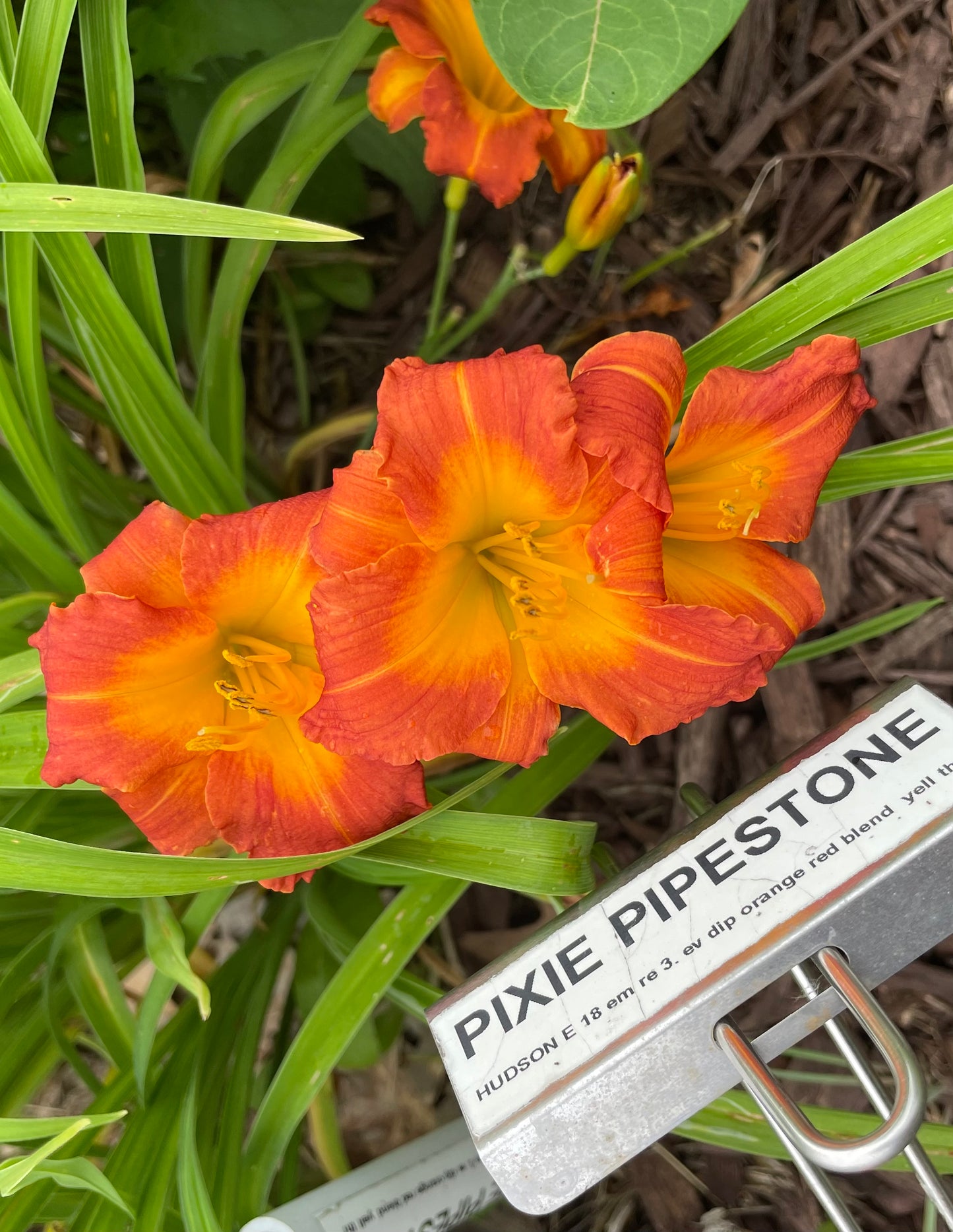 PIXIE PIPESTONE