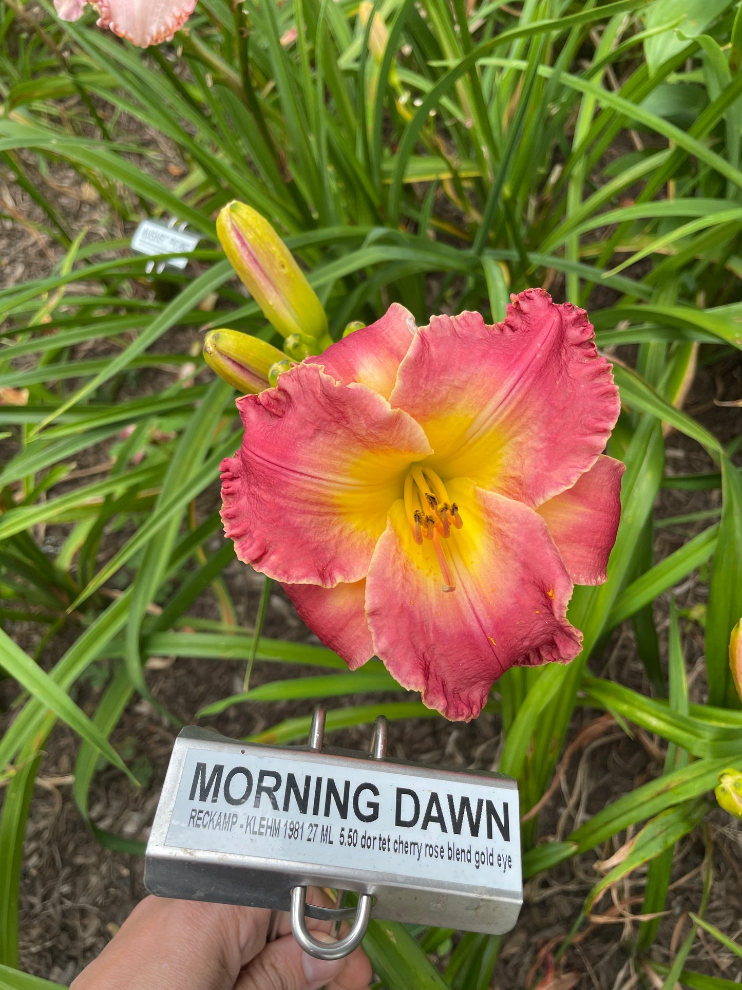 MORNING DAWN