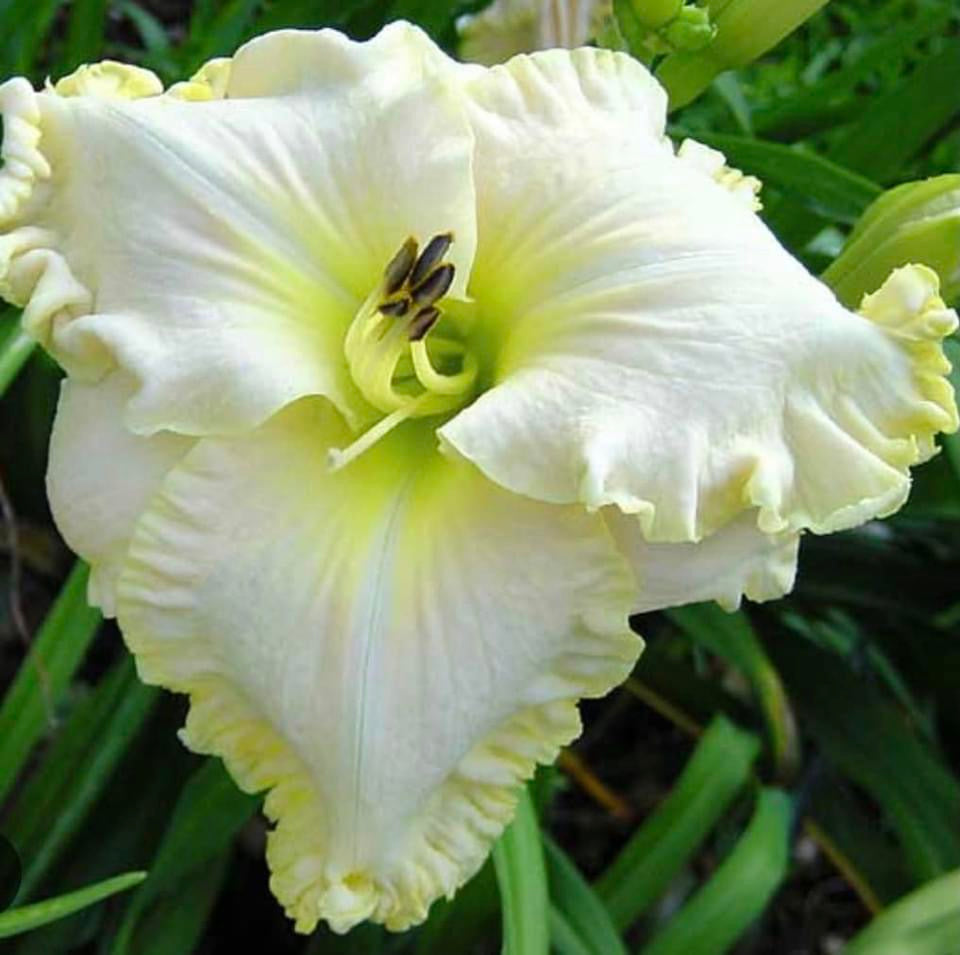 BOUNDLESS BEAUTY