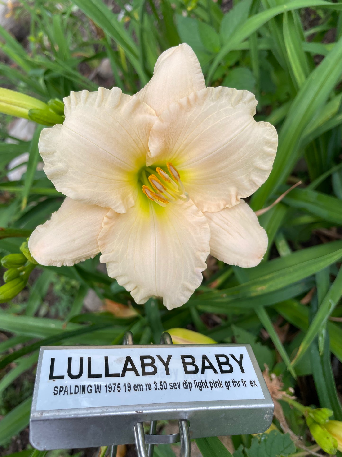 LULLABY BABY