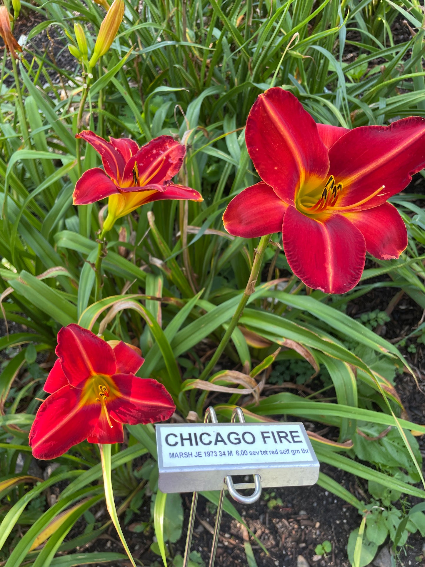 CHICAGO FIRE