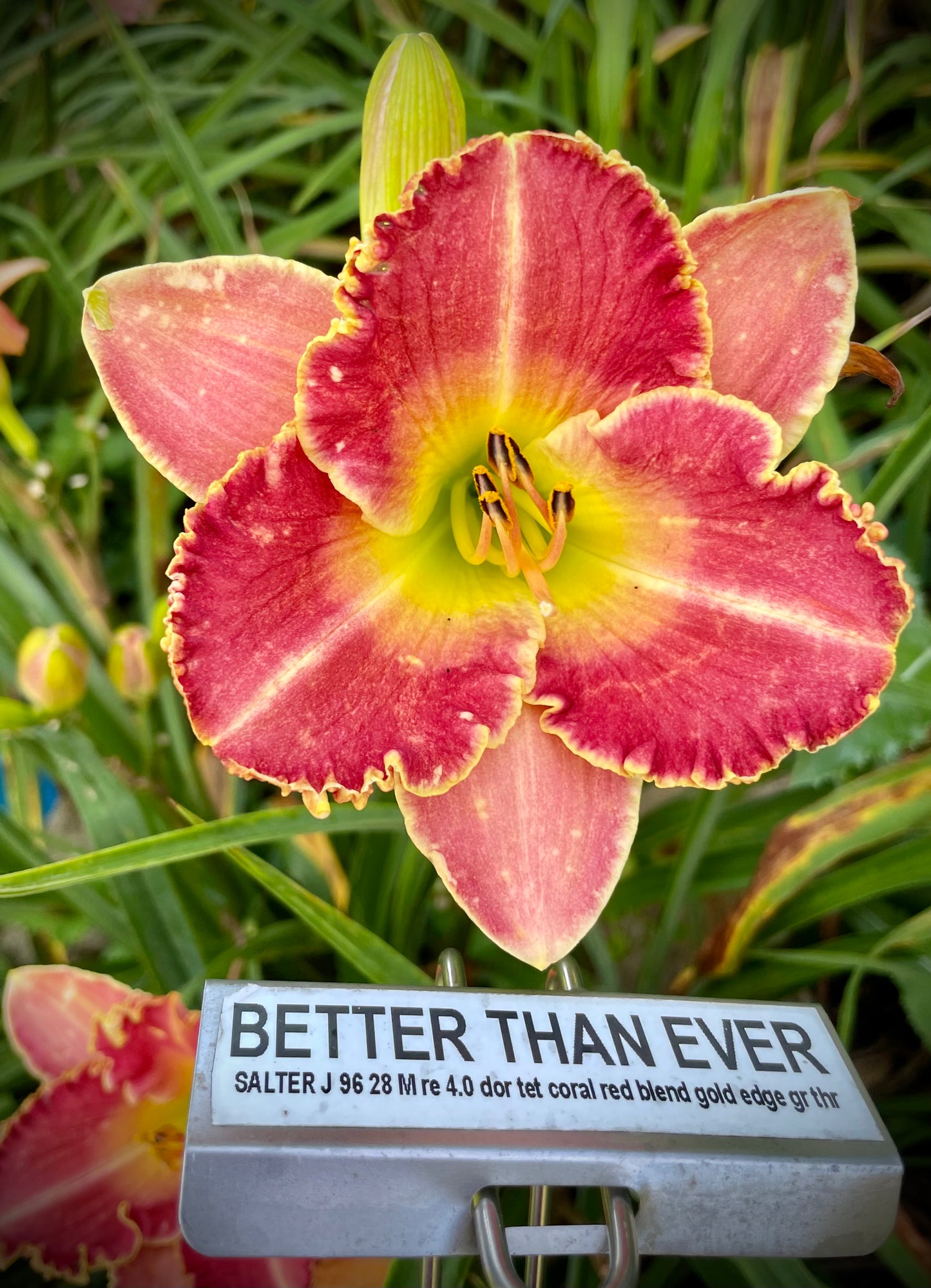 BETTER THAN EVER