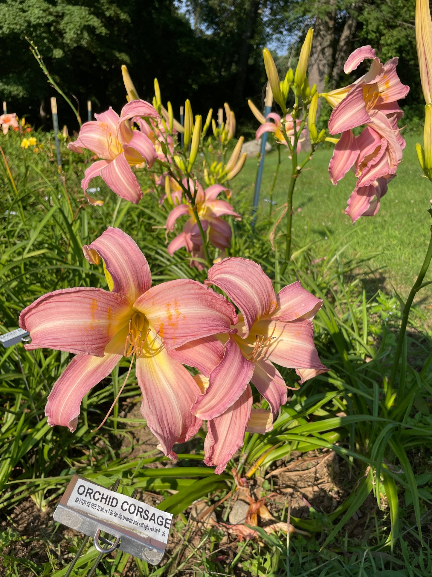 ORCHID CORSAGE