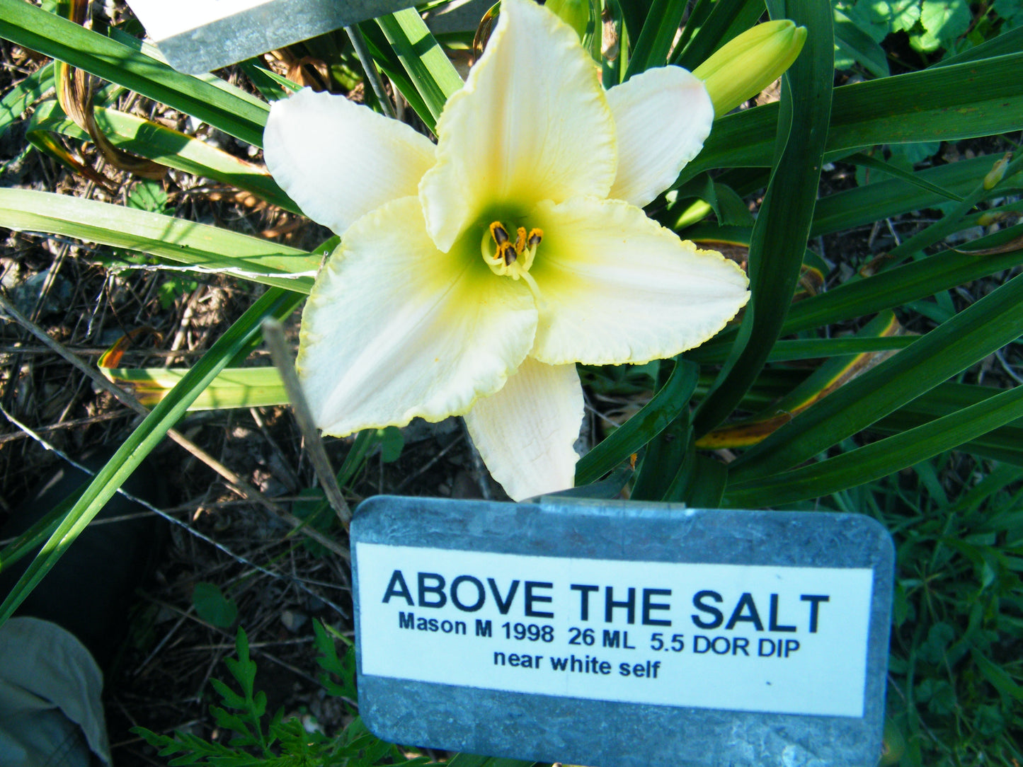 ABOVE THE SALT