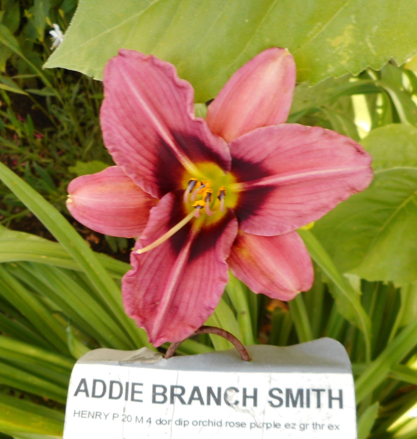 ADDIE BRANCH SMITH