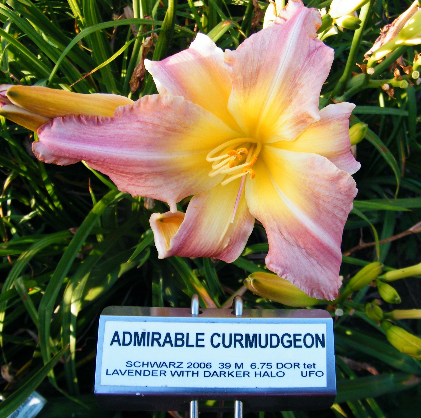 ADMIRABLE CURMUDGEON