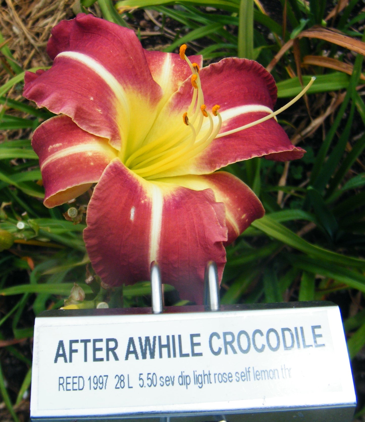 AFTER AWHILE CROCODILE