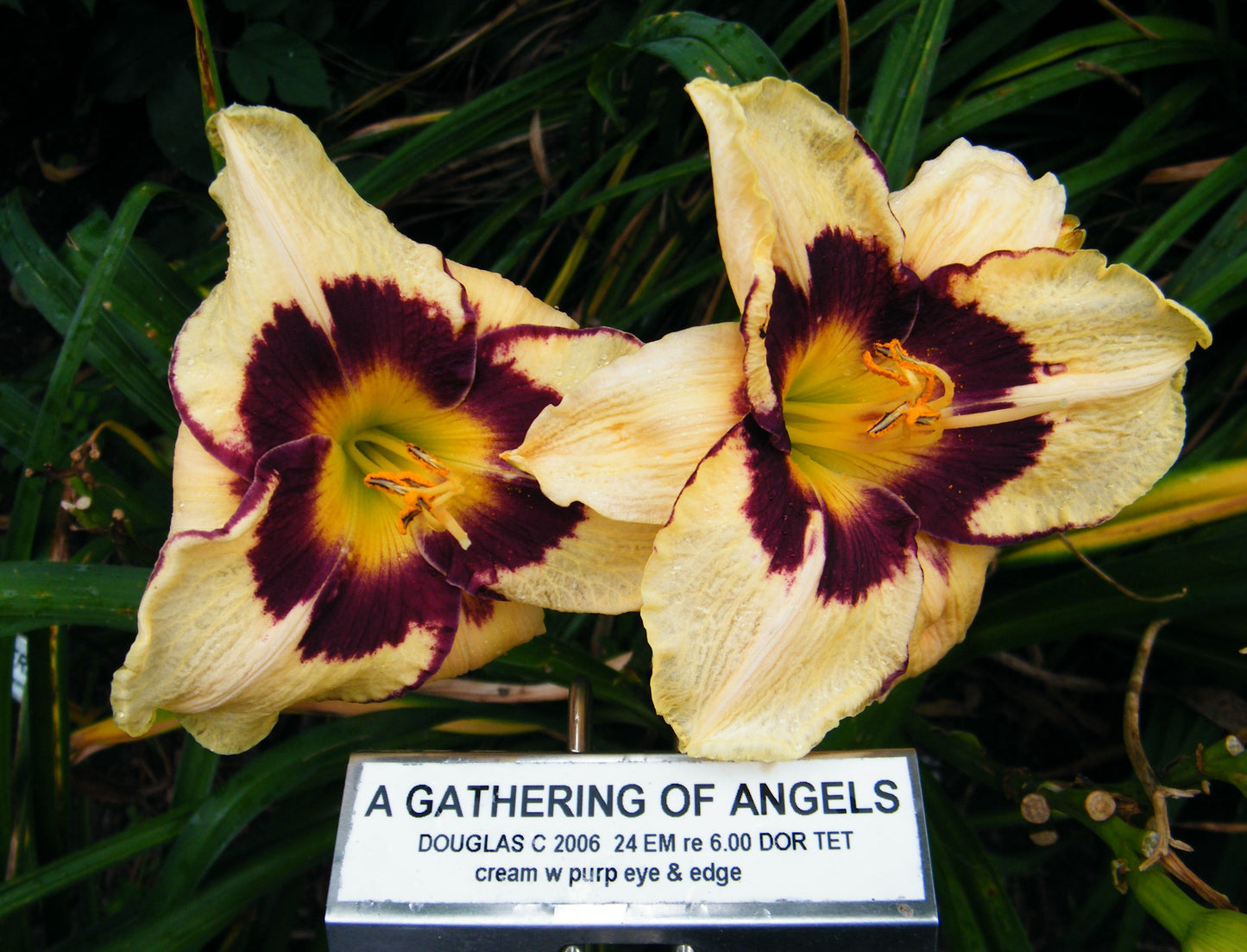 A GATHERING OF ANGELS