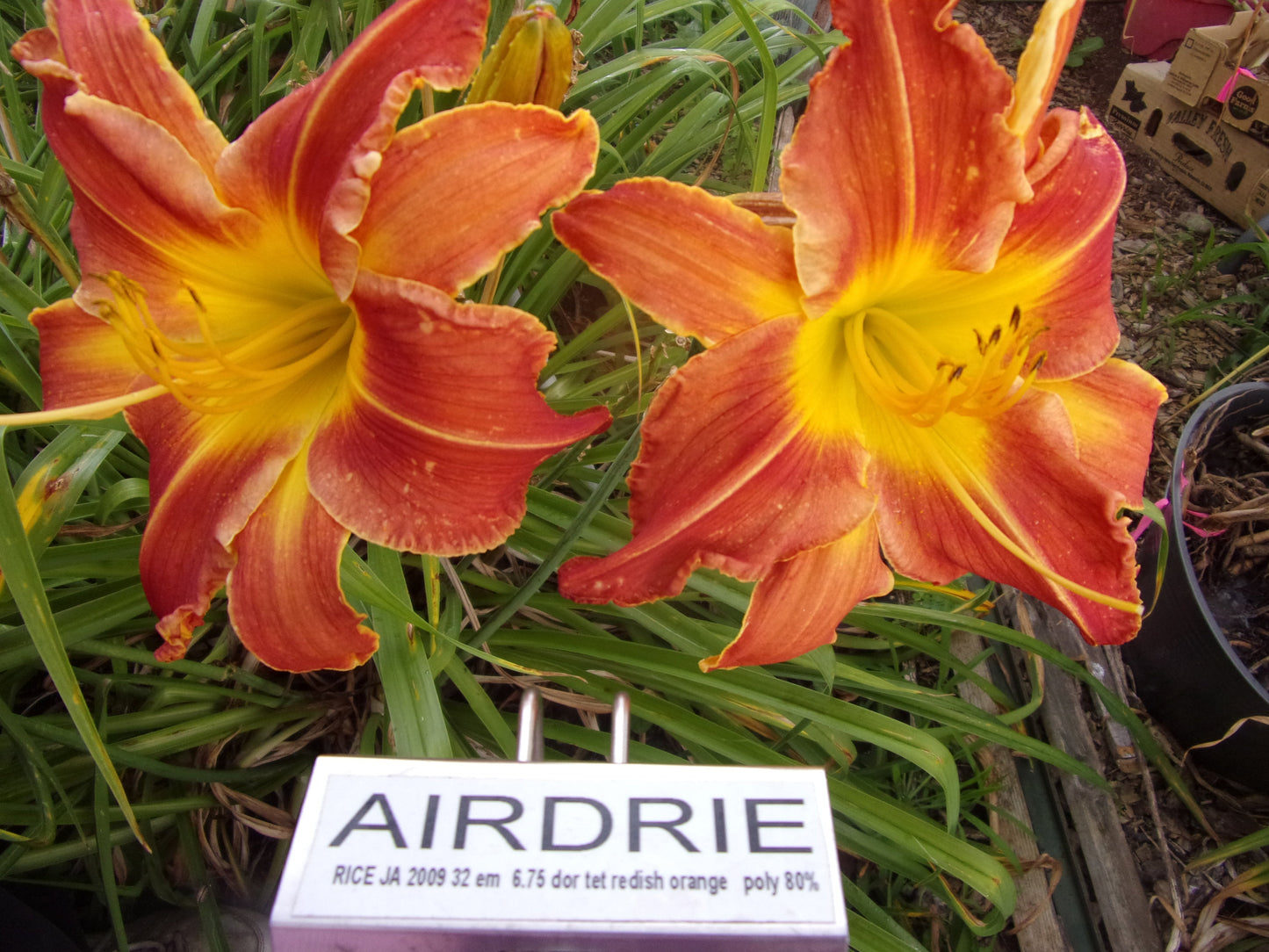 AIRDRIE