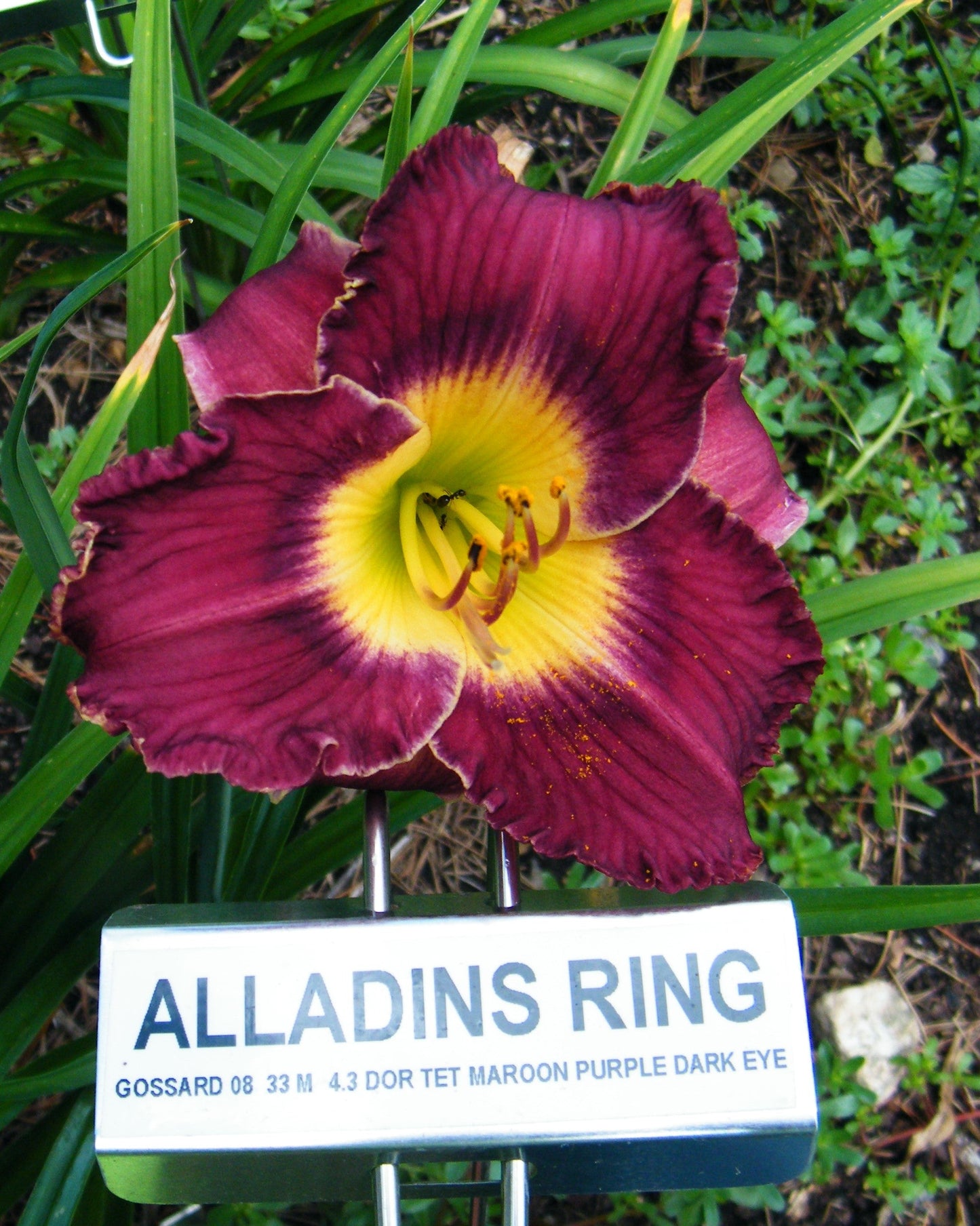 ALADDINS RING