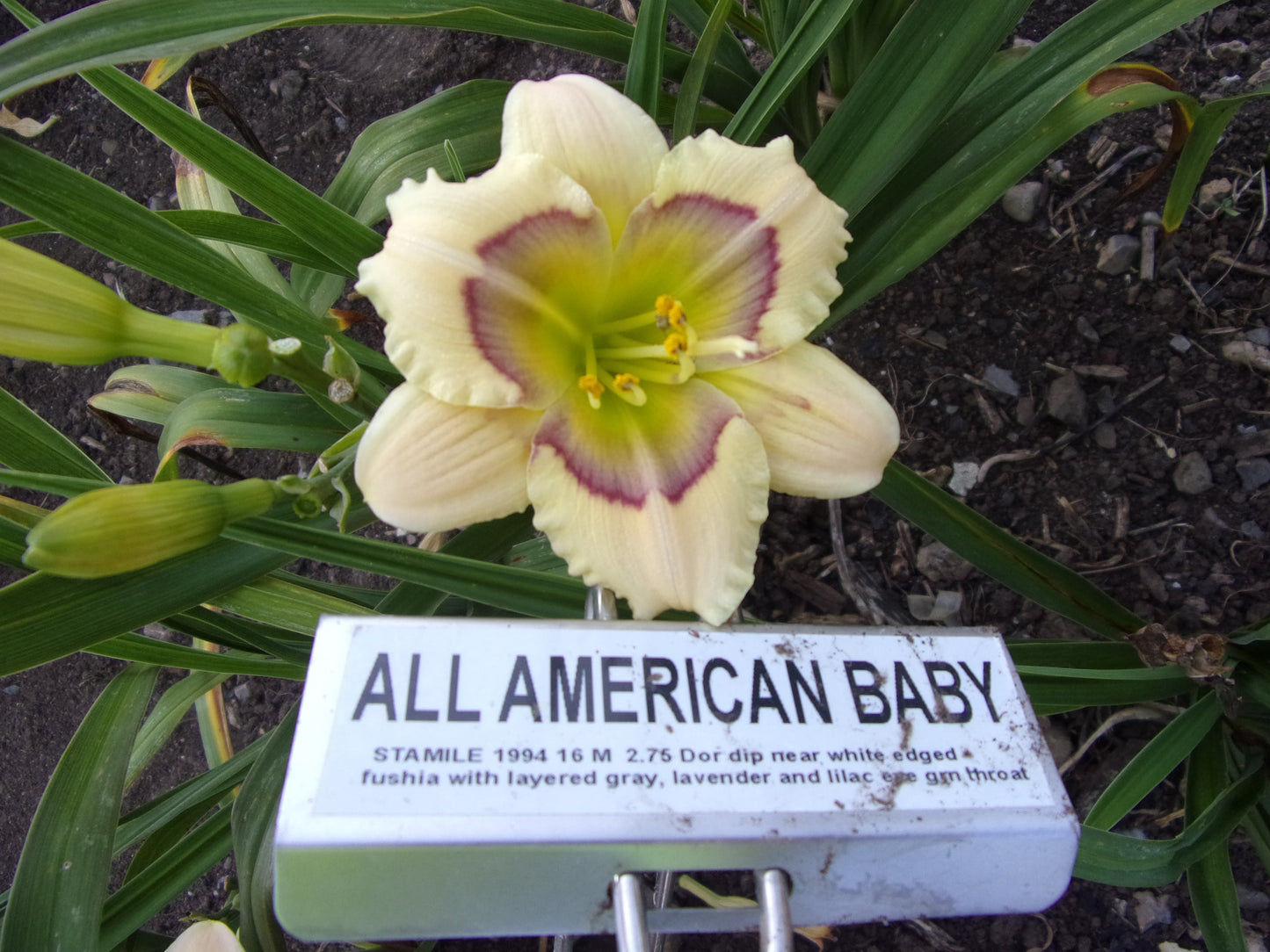 ALL AMERICAN BABY