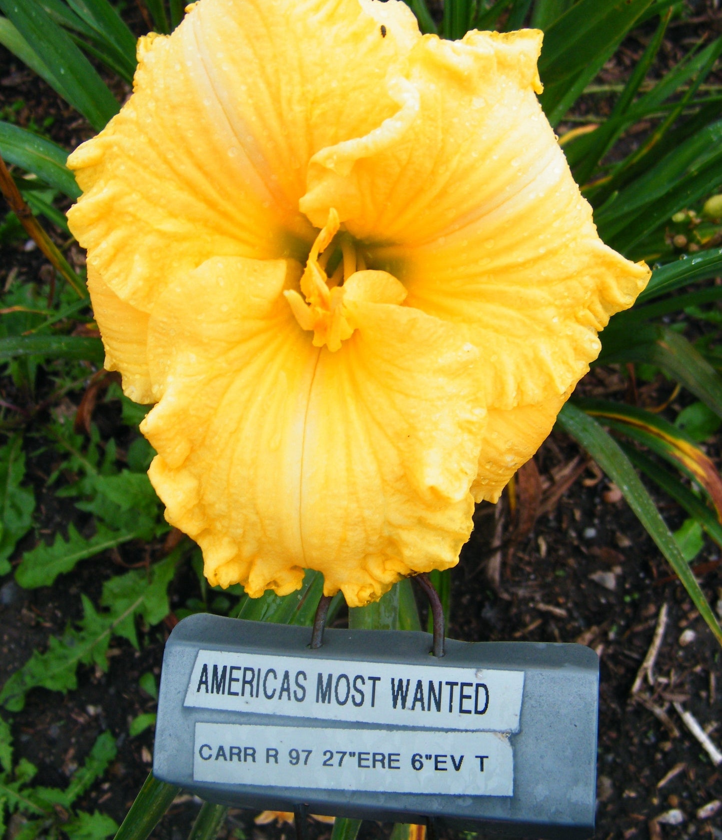 AMERICA'S MOST WANTED