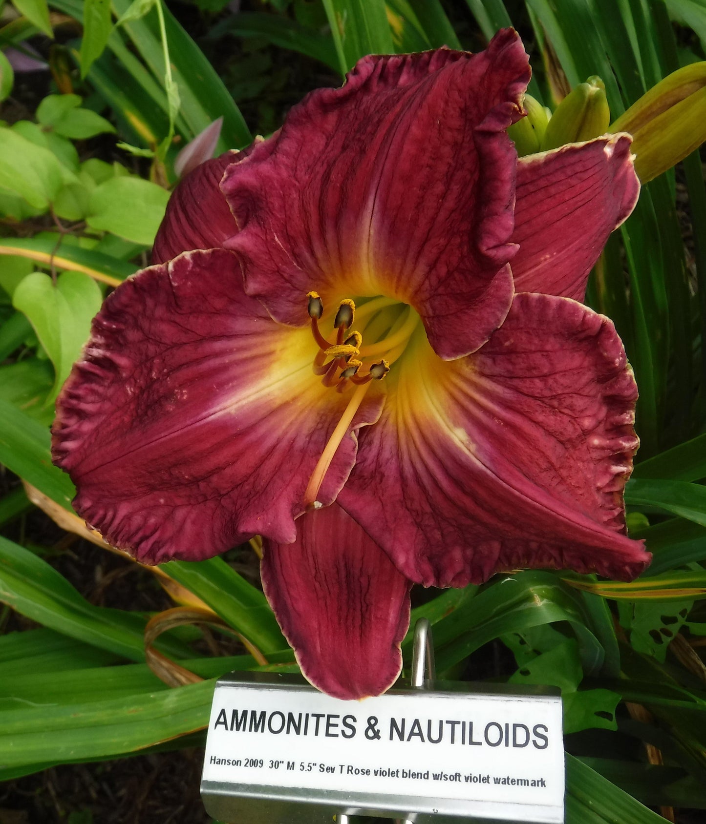 AMMONITES AND NAUTILOIDS
