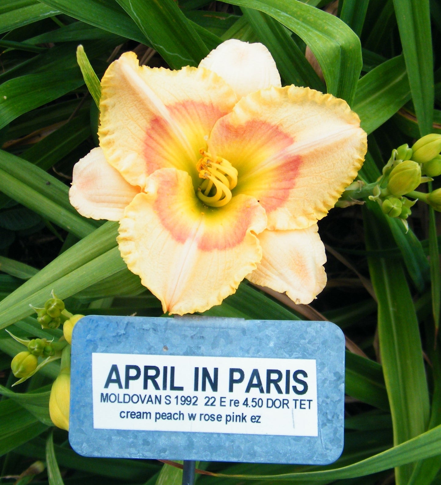 APRIL IN PARIS