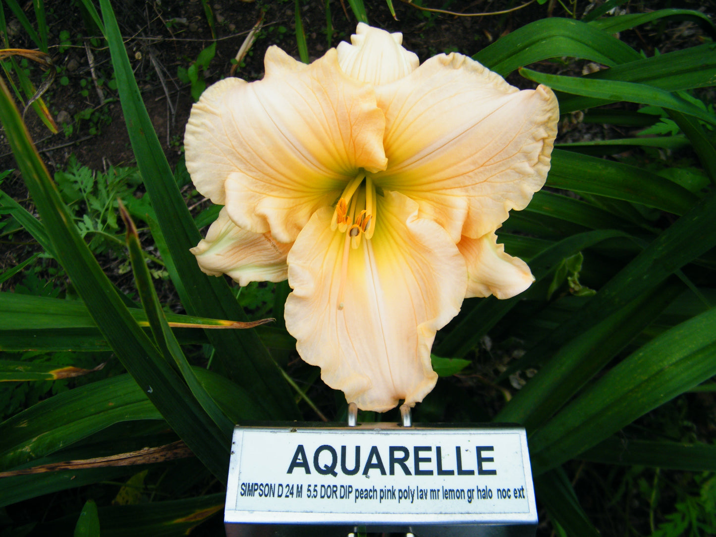 AQUARELLE