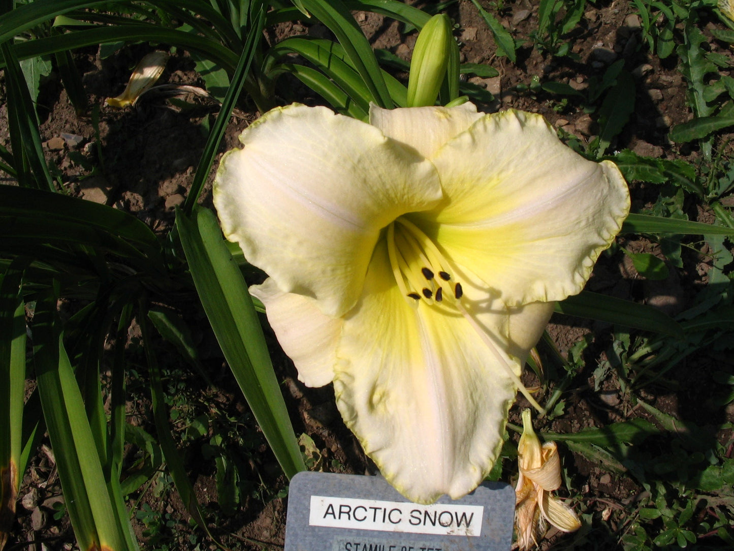 ARCTIC SNOW