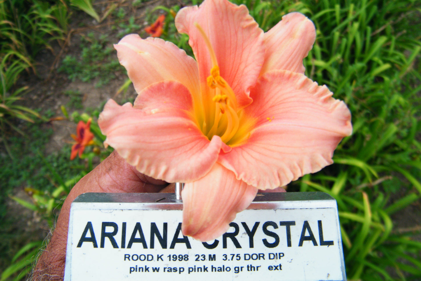 ARIANA CRYSTAL