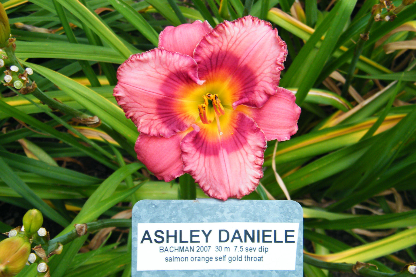 ASHLEY DANIELE