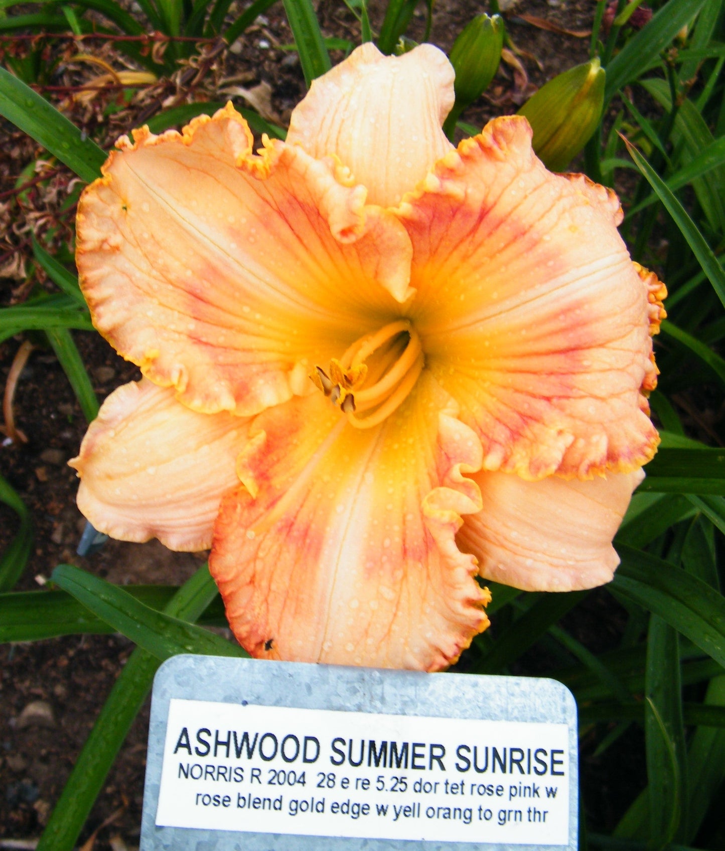 ASHWOOD SUMMER SUNSHINE