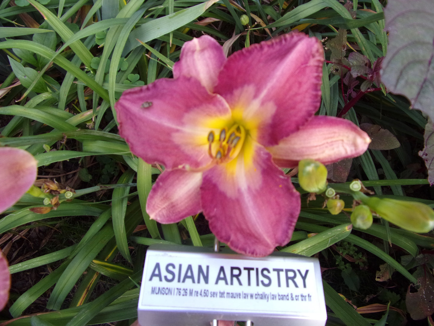 ASIAN ARTISTRY