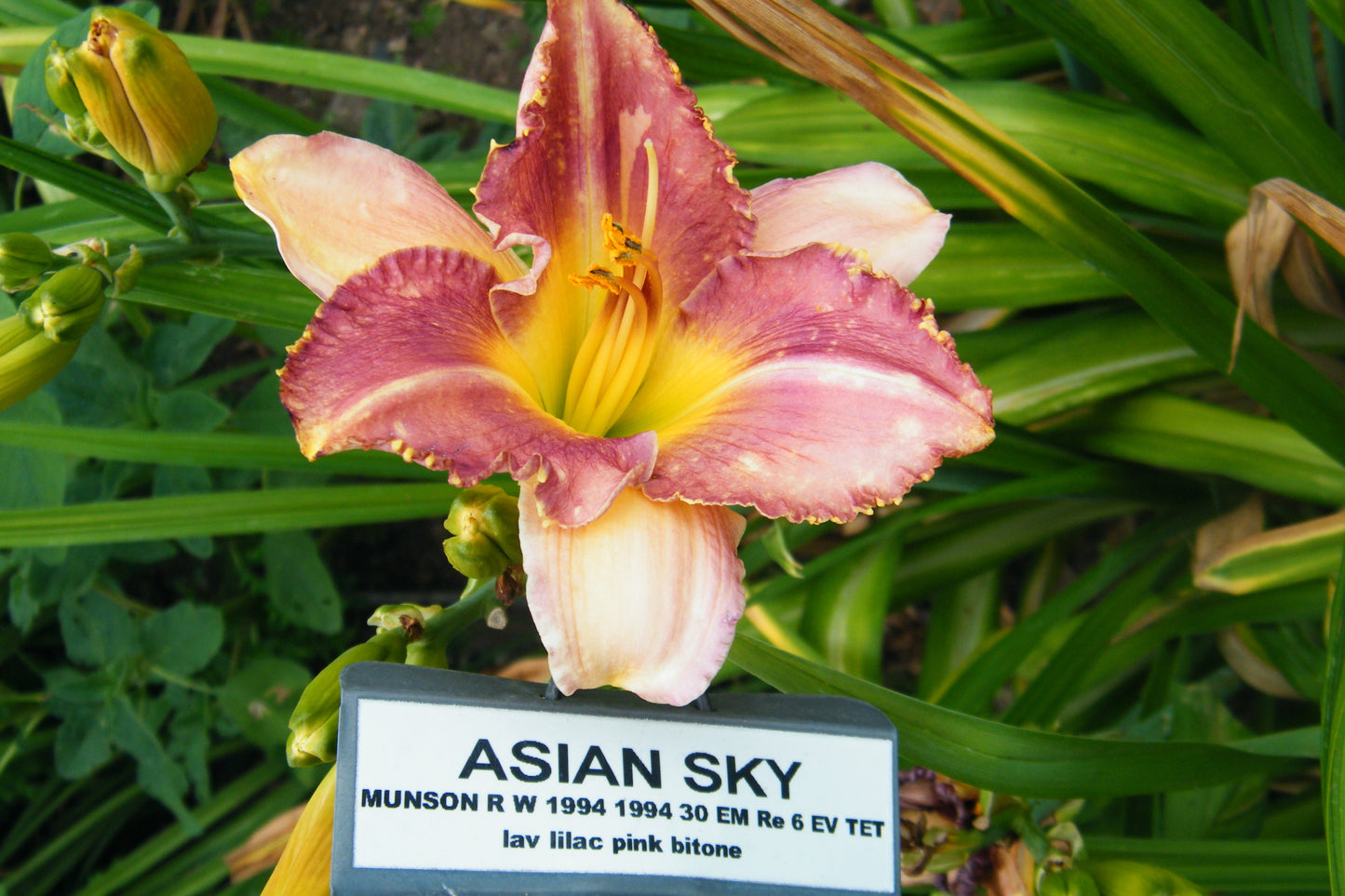 ASIAN SKY