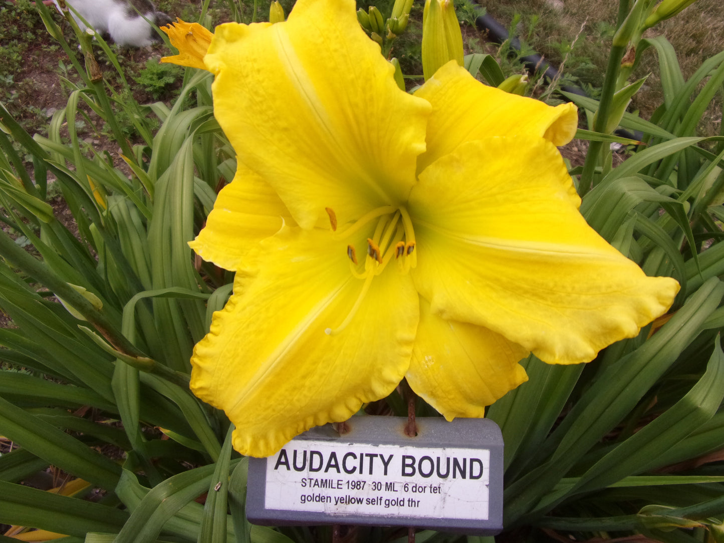 AUDACITY BOUND