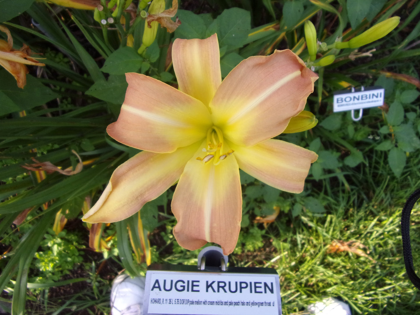 AUGIE KRUPIEN