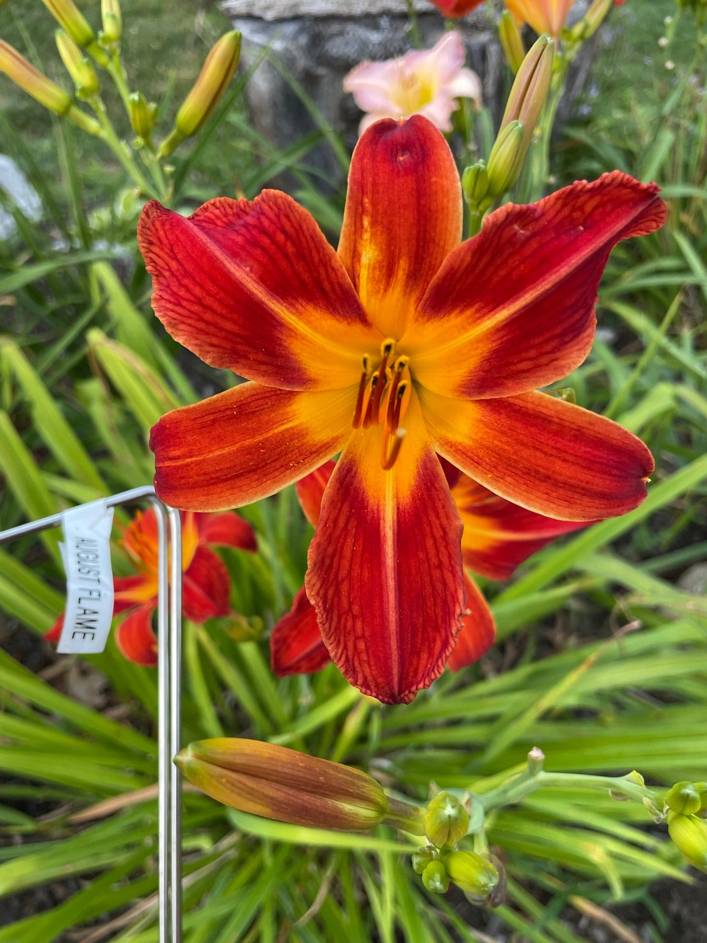 AUGUST FLAME