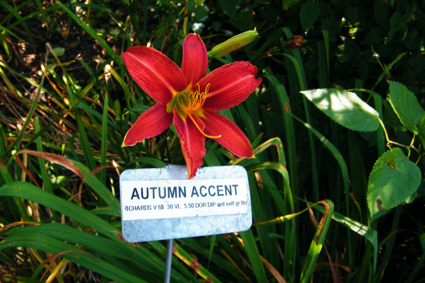 AUTUMN ACCENT