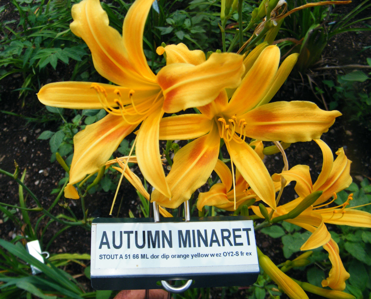 AUTUMN MINARET