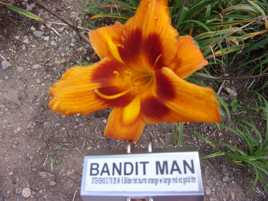 BANDIT MAN