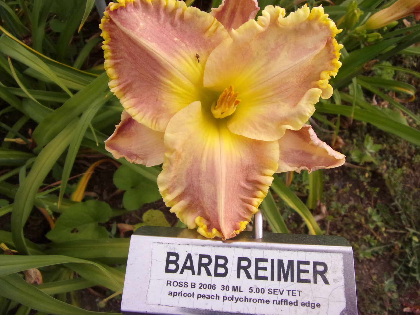 BARB REIMER