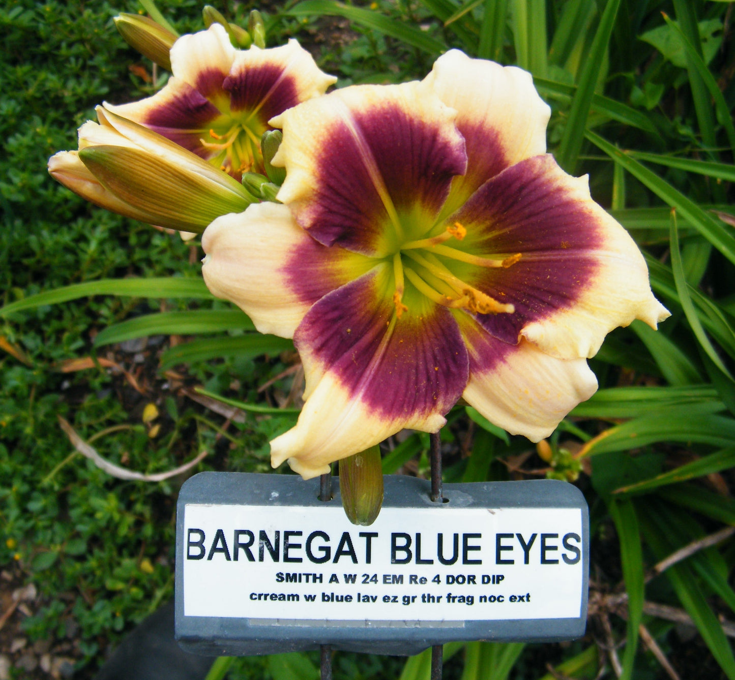 BARNEGAT BLUE EYES