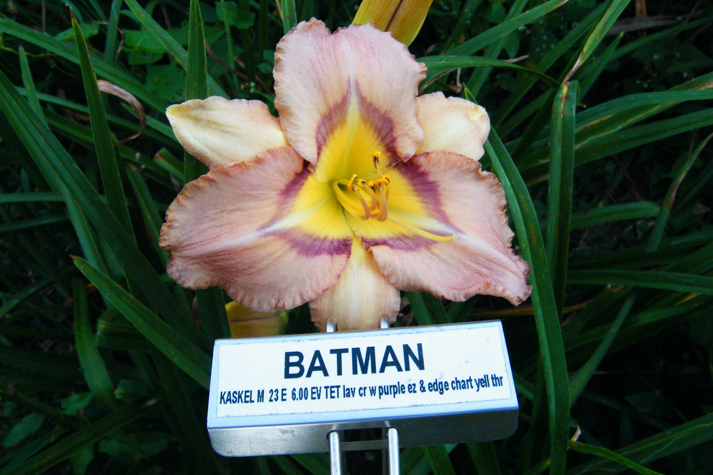 BATMAN