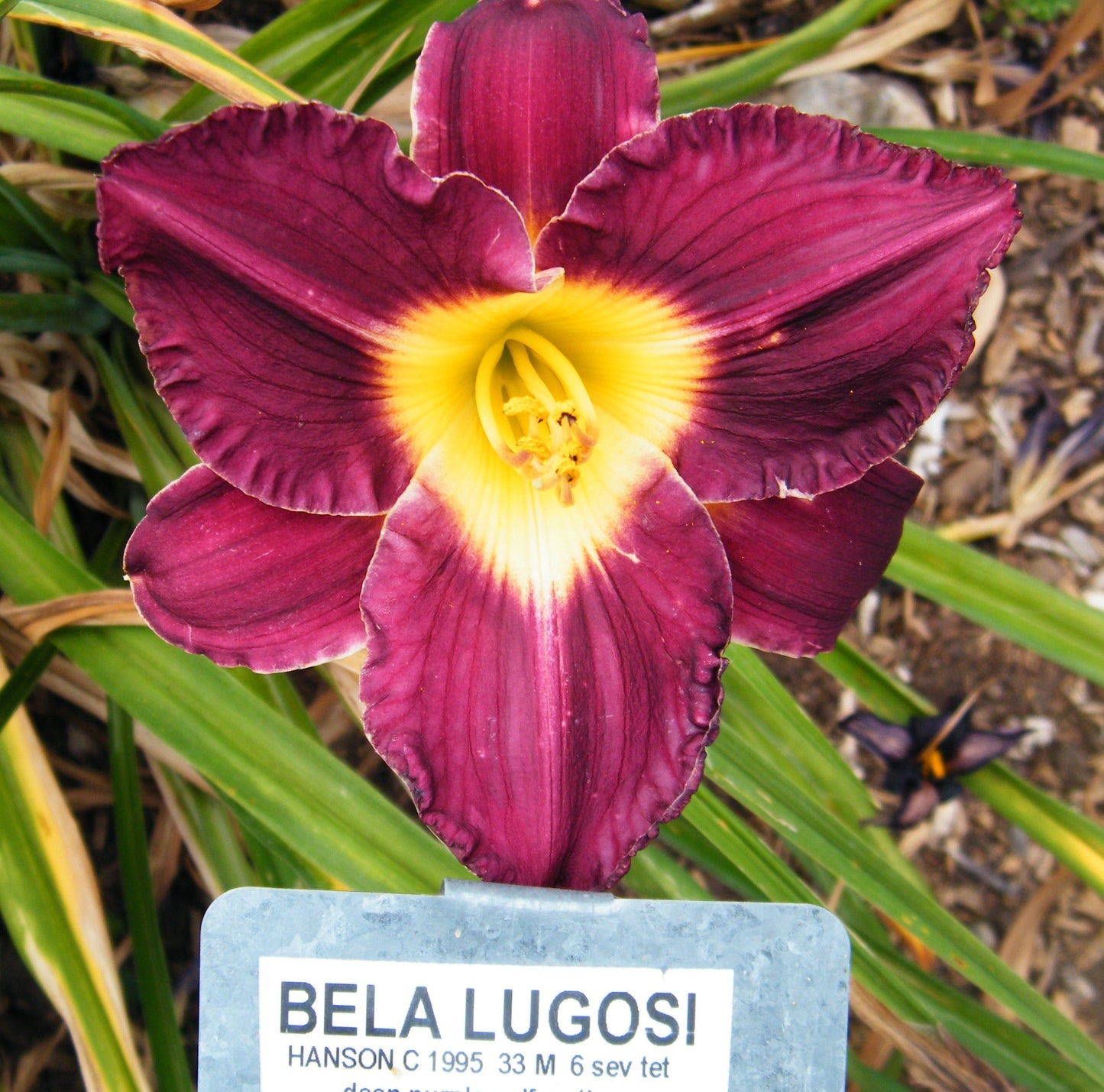 BELA LUGOSI