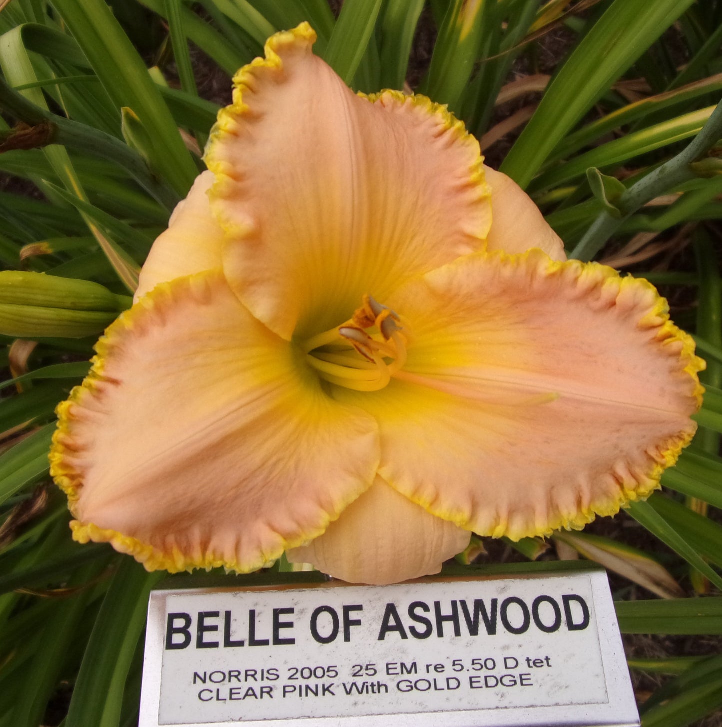 BELLE OF ASHWOOD