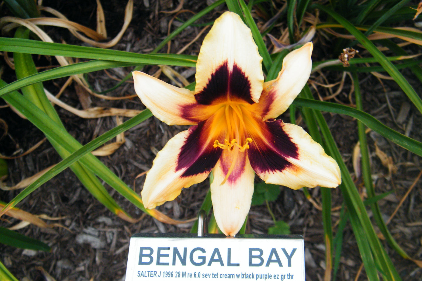 BENGAL BAY