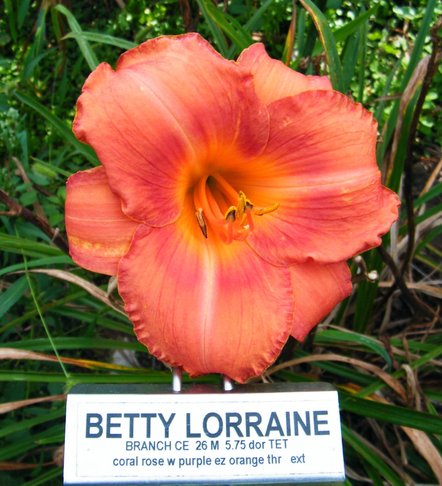 BETTY LORRAINE