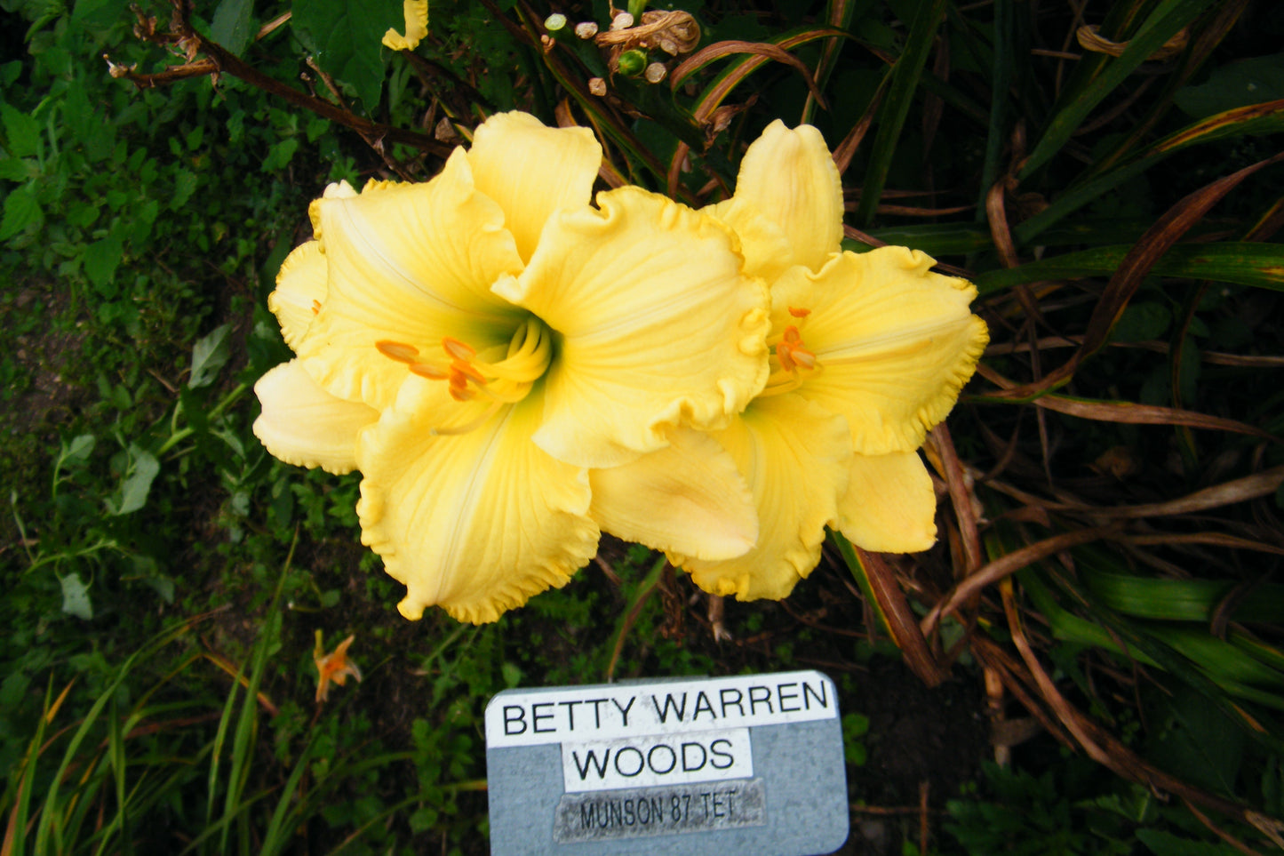 BETTY WARREN WOODS