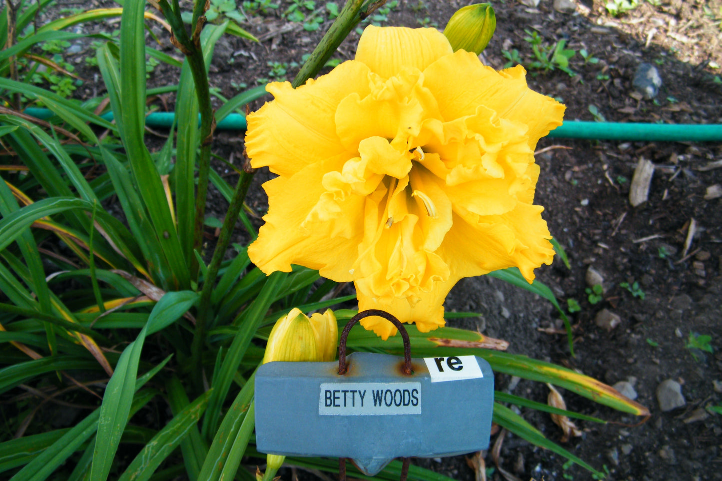 BETTY WOODS