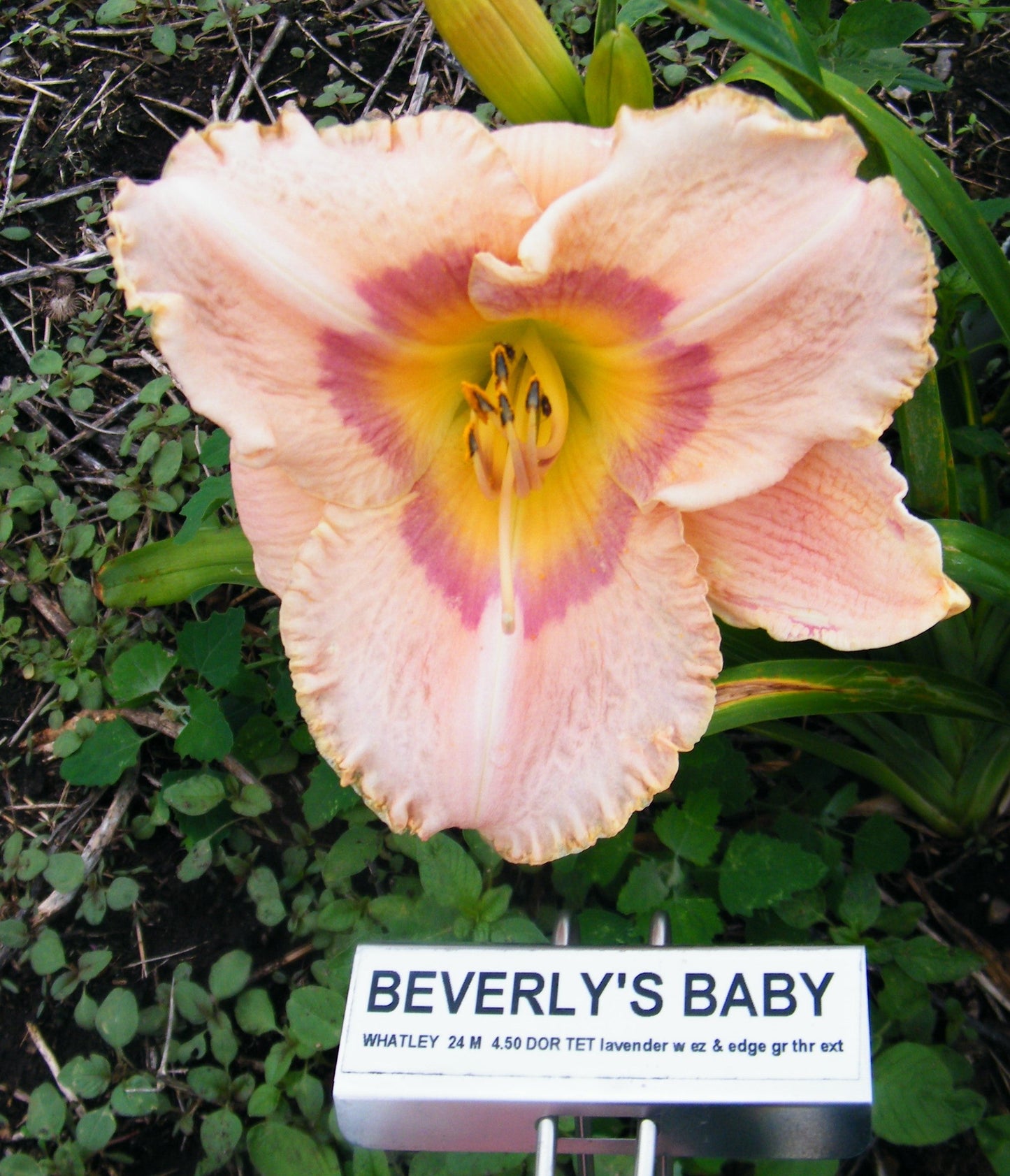 BEVERLY'S BABY