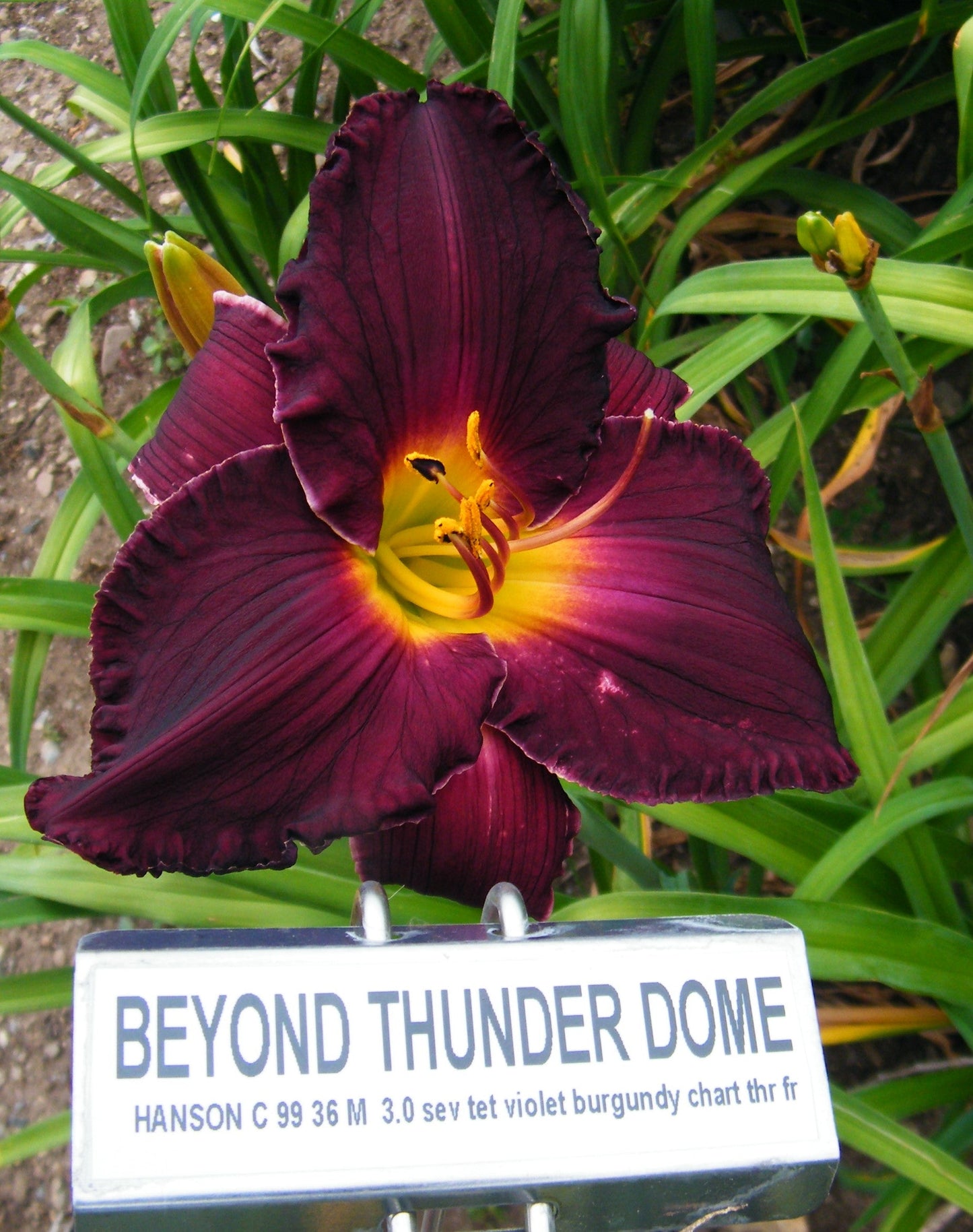 BEYOND THUNDER DOME
