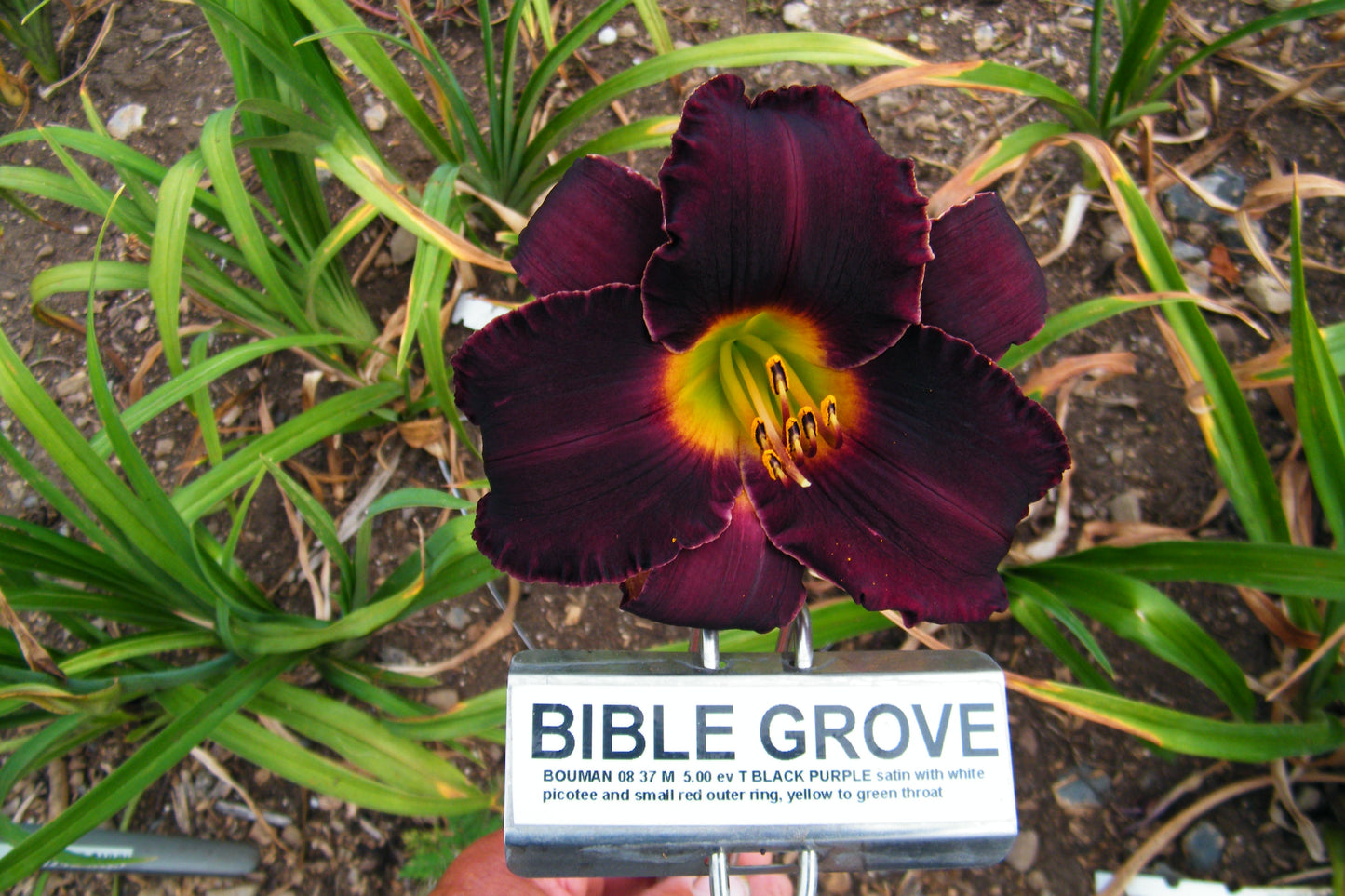 BIBLE GROVE